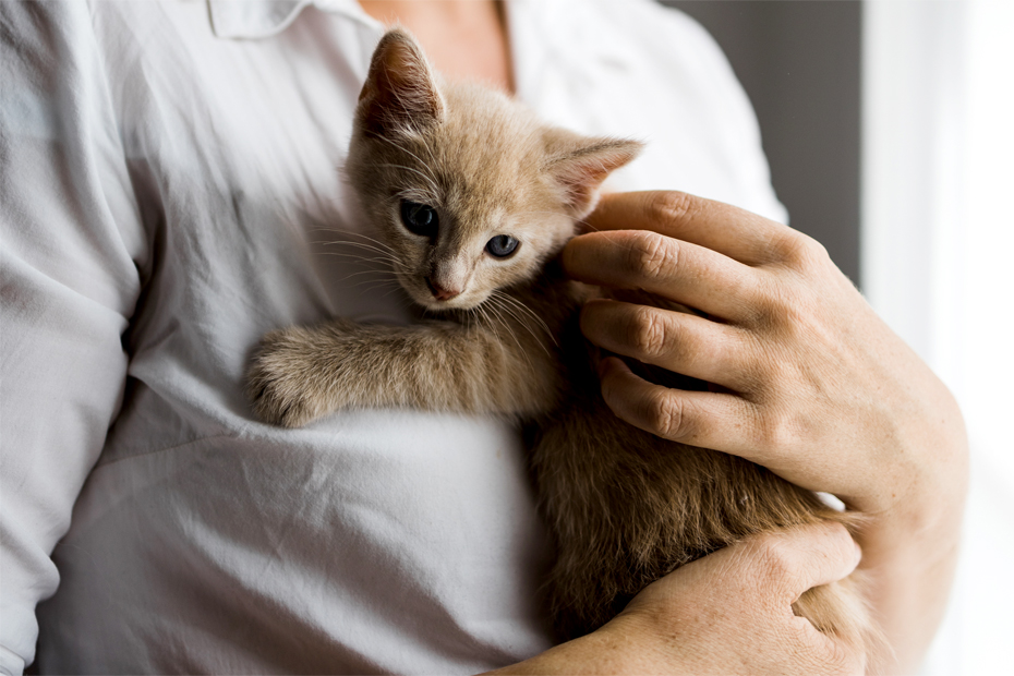 Kitten being held.