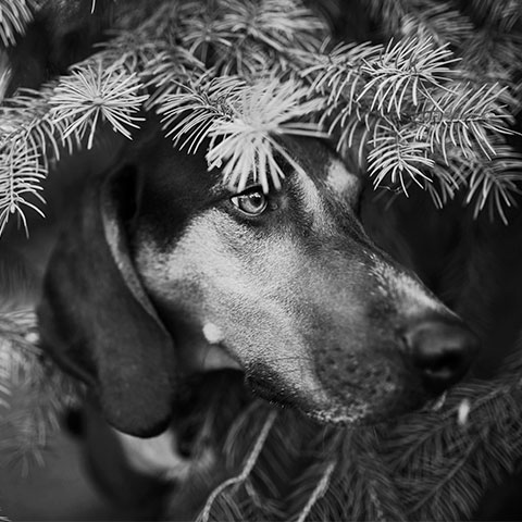 Hound dog peeking through pine needles.