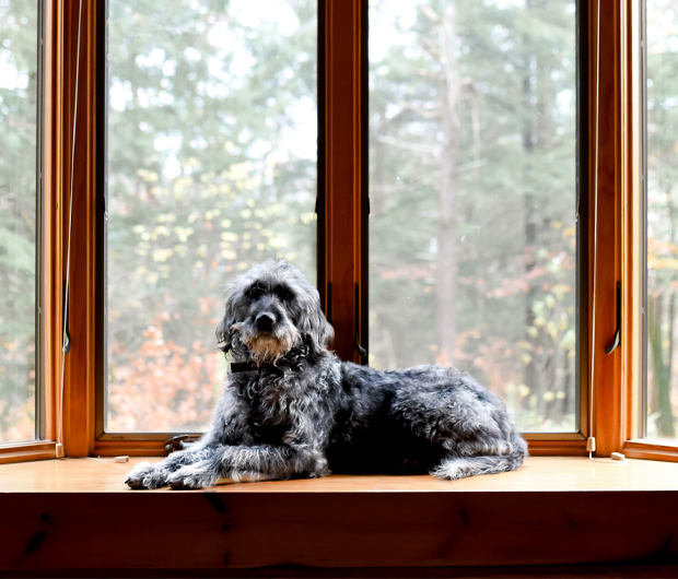 A dog laying down by the windows.