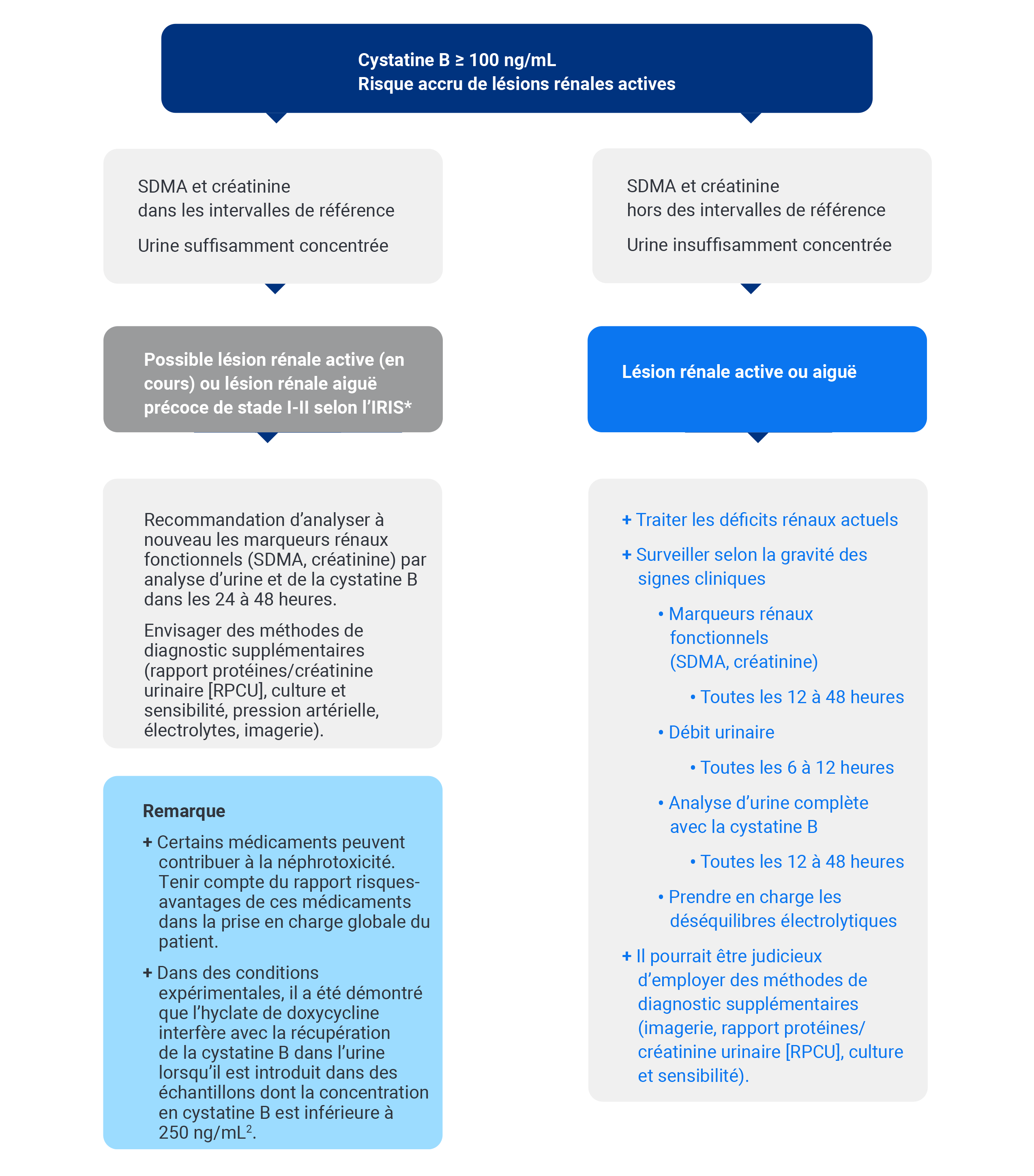 Algorithme De Test Cystatine B | IDEXX - IDEXX Canada