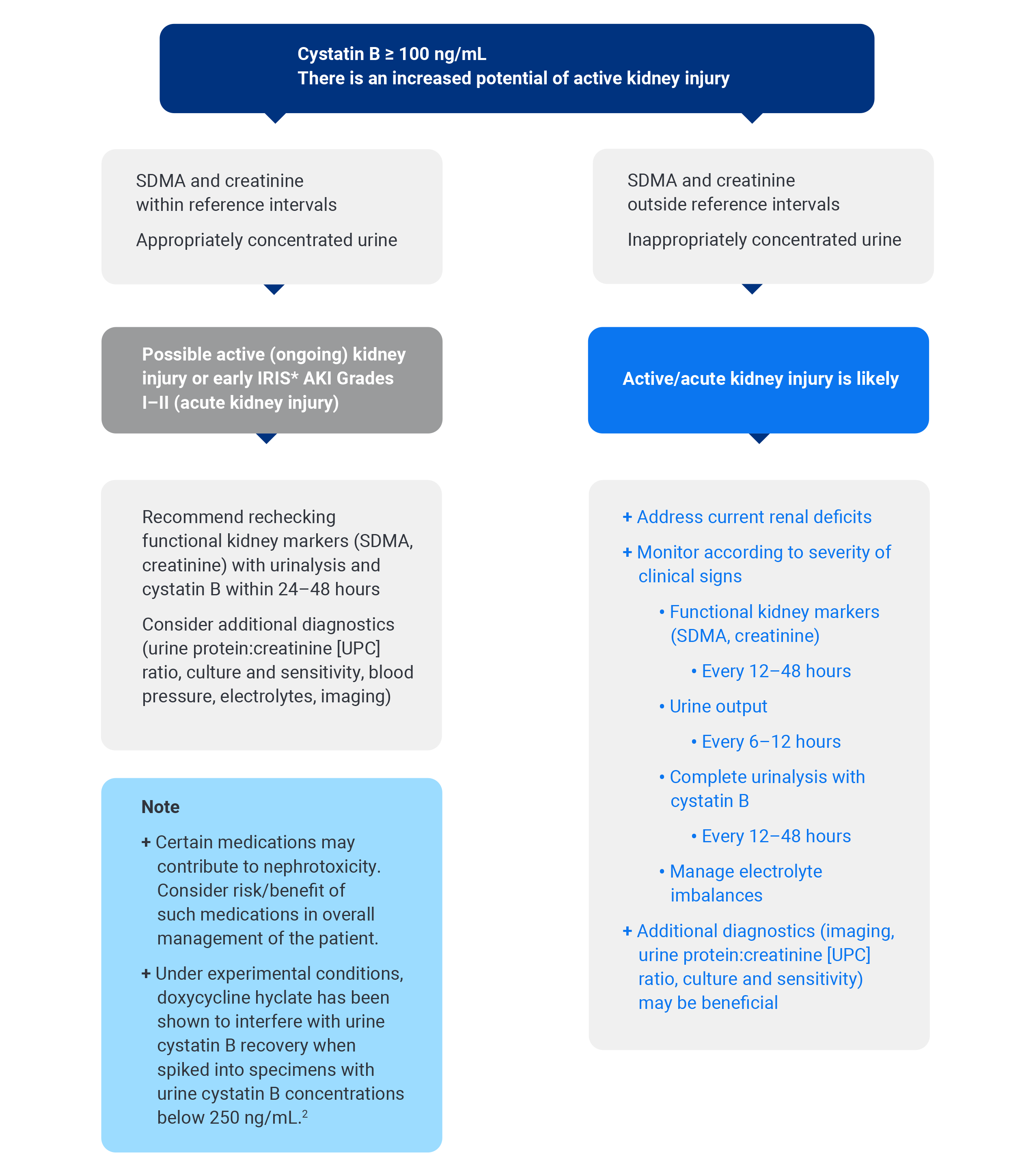 Cystatin B Test Algorithm | IDEXX - IDEXX US