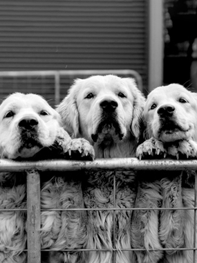 Three dogs peering over a fence together.