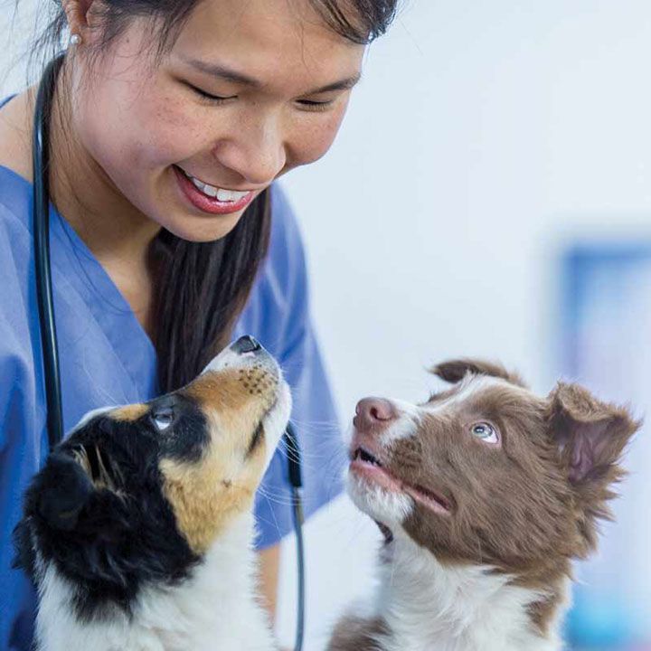 Start your veterinary practice affordably with IDEXX - IDEXX Sweden